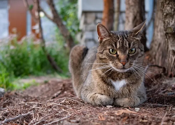 Karkonosze Gory Izerskie Daire Piechowice (Karkonosze)